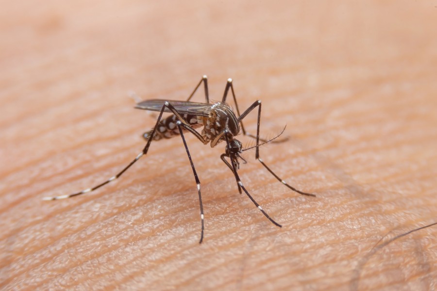 10-coisas-que-talvez-voce-nao-saiba-sobre-o-mosquito-da-dengue
